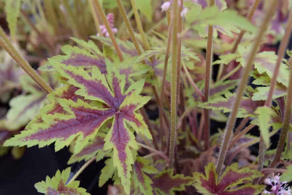 Tiarella 'Sugar And Spice' ® ---